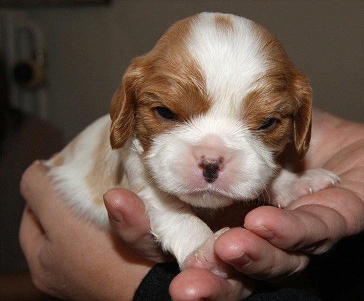 Cavalier king charles spaniel Marskens Nova  billede 9