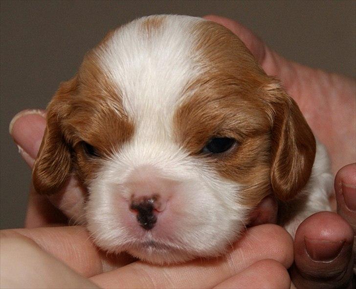 Cavalier king charles spaniel Marskens Nova  billede 11