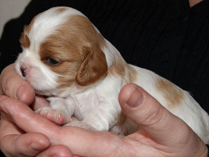 Cavalier king charles spaniel Marskens Nova  billede 12