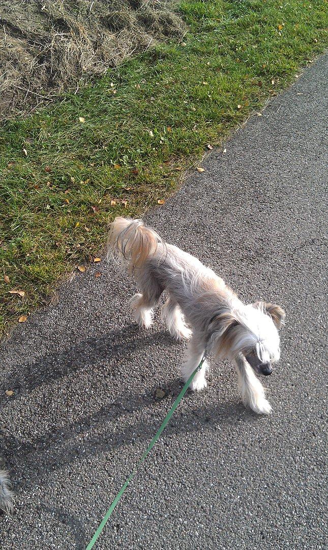 Chinese crested hårløs Footie billede 13