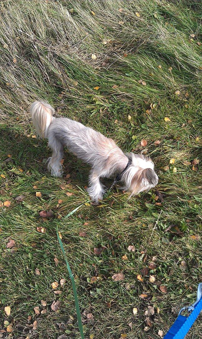 Chinese crested hårløs Footie billede 14