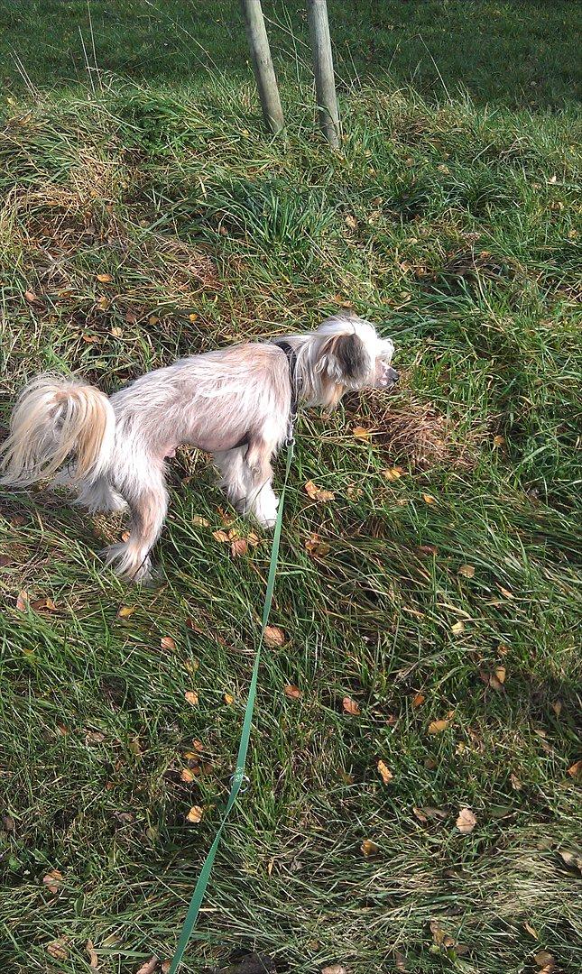 Chinese crested hårløs Footie billede 15