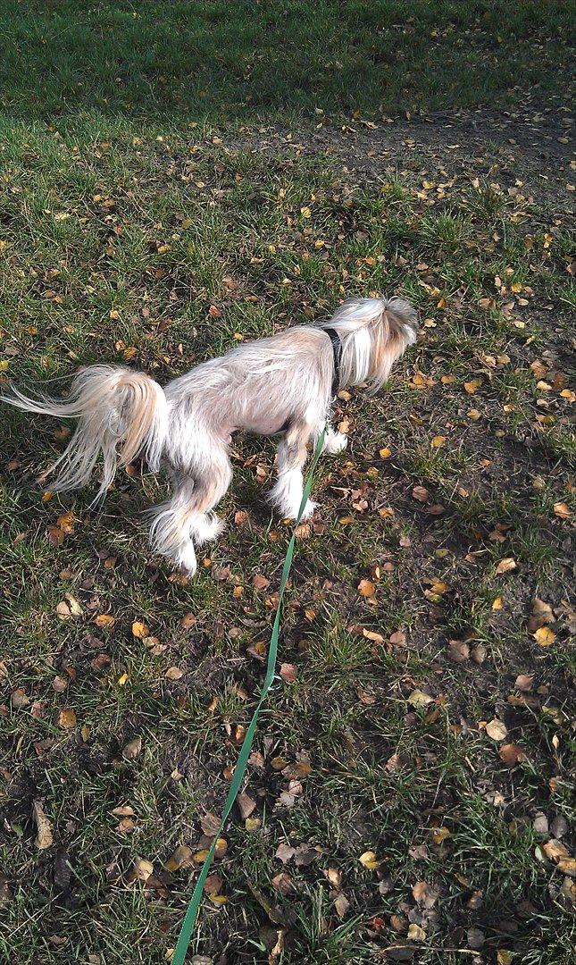 Chinese crested hårløs Footie billede 16