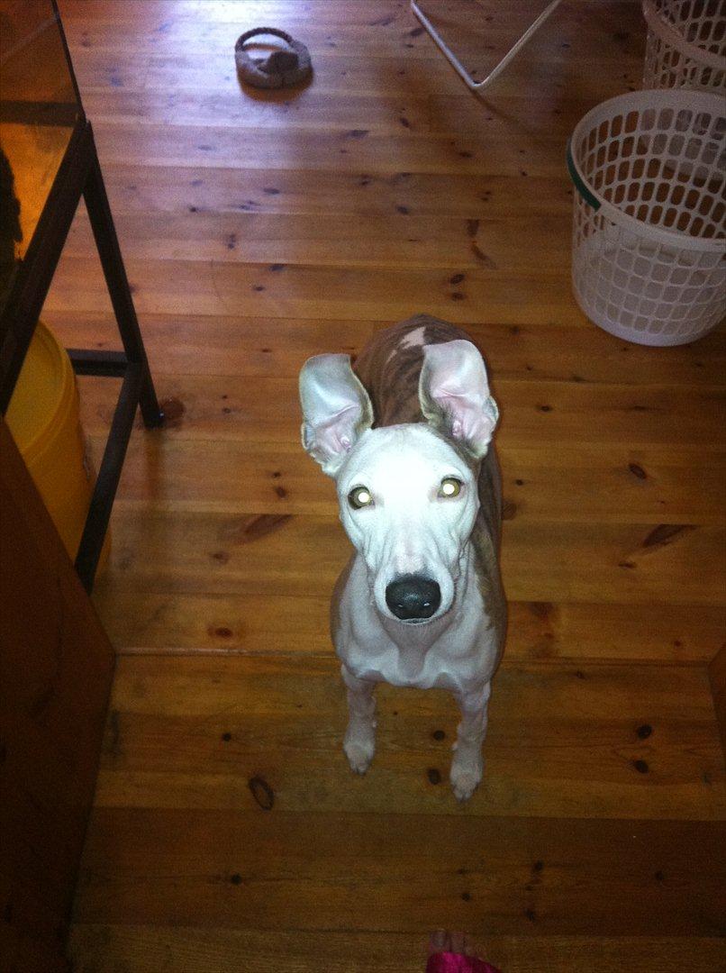 Whippet Snif - Snif med de sjove ører :) billede 1