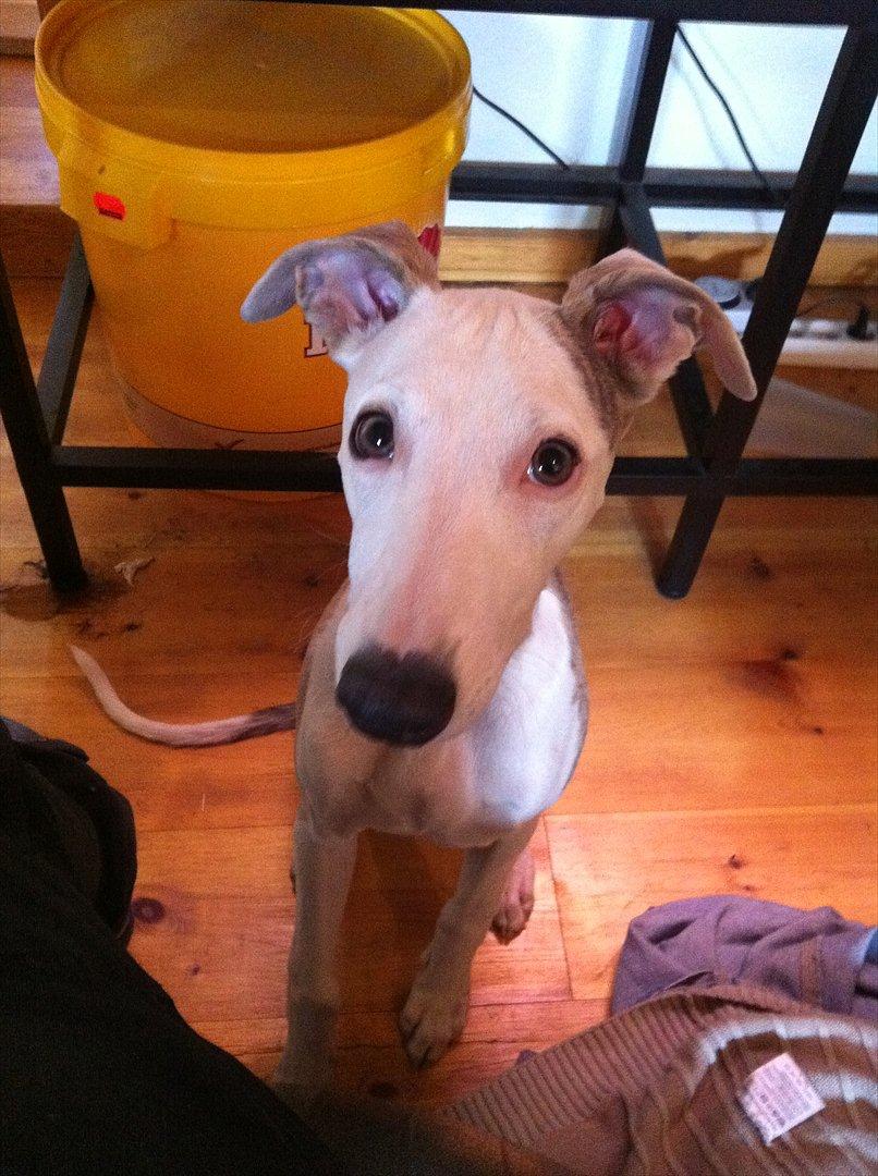 Whippet Snif - Det ansigt dér, det er uimodståligt :D billede 2