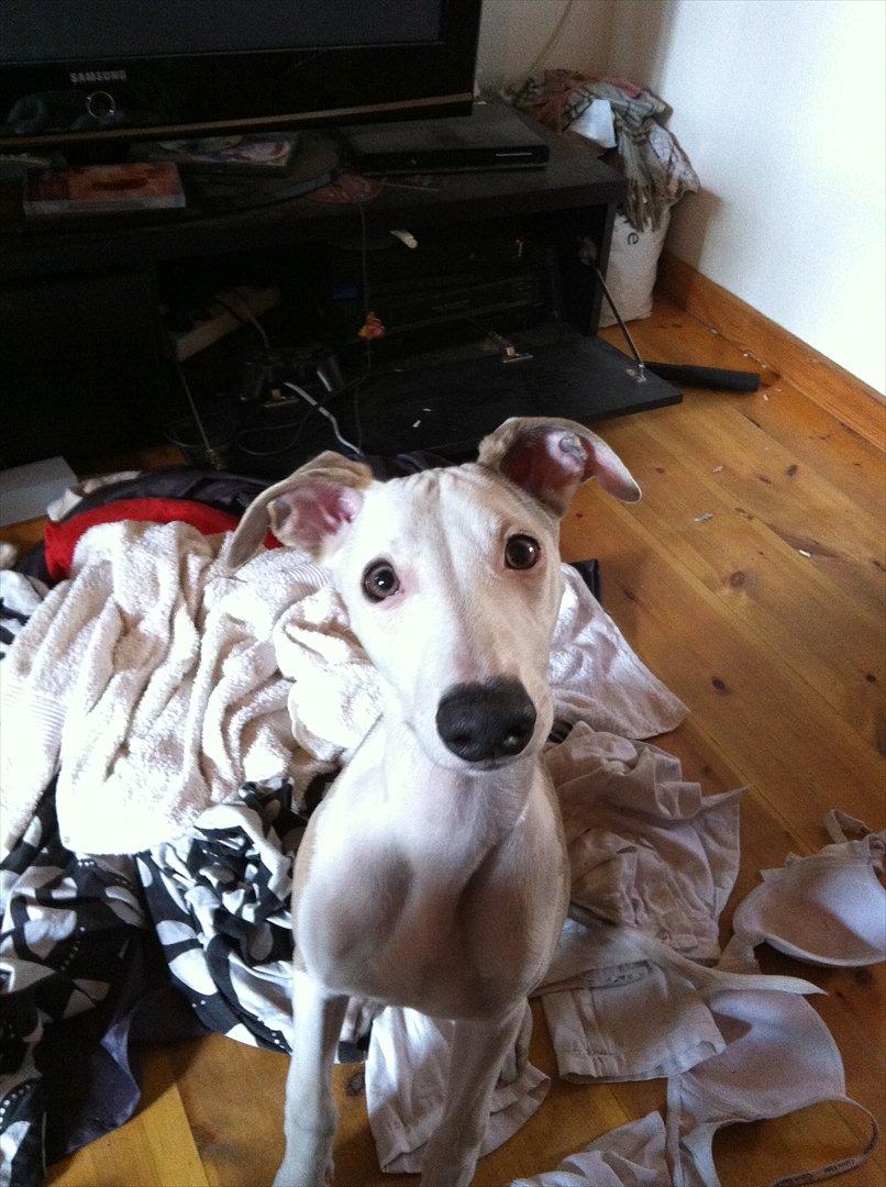 Whippet Snif - Uuuhm, der er så dejlig blødt at sidde lige er i alt vasketøjet (: billede 3