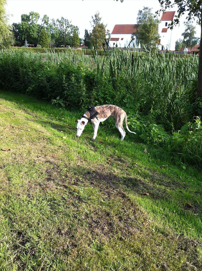 Whippet Snif - Snif som er ude og gå tur, han elsker at få lov til bare at gå frit. billede 4