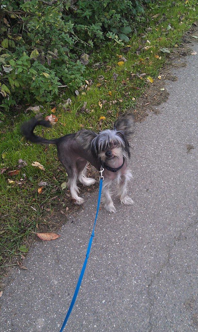 Chinese crested hårløs Louis billede 1