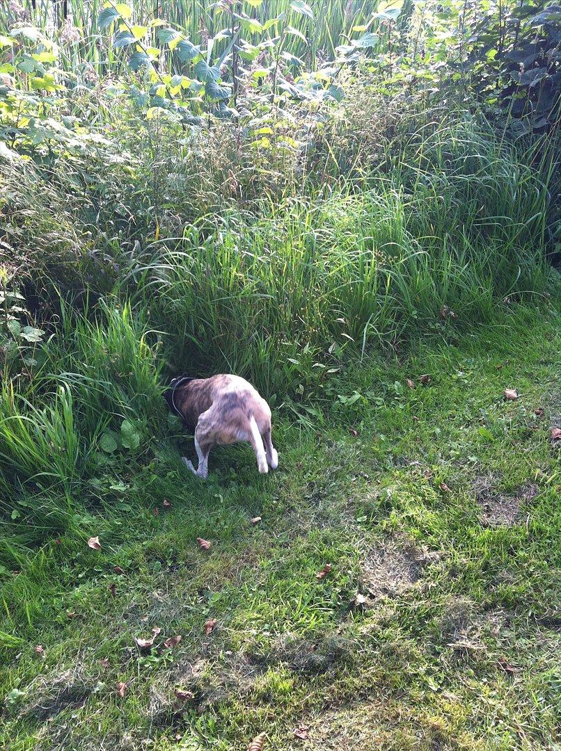Whippet Snif - HEY! jeg tror der er noget hernede !! billede 5