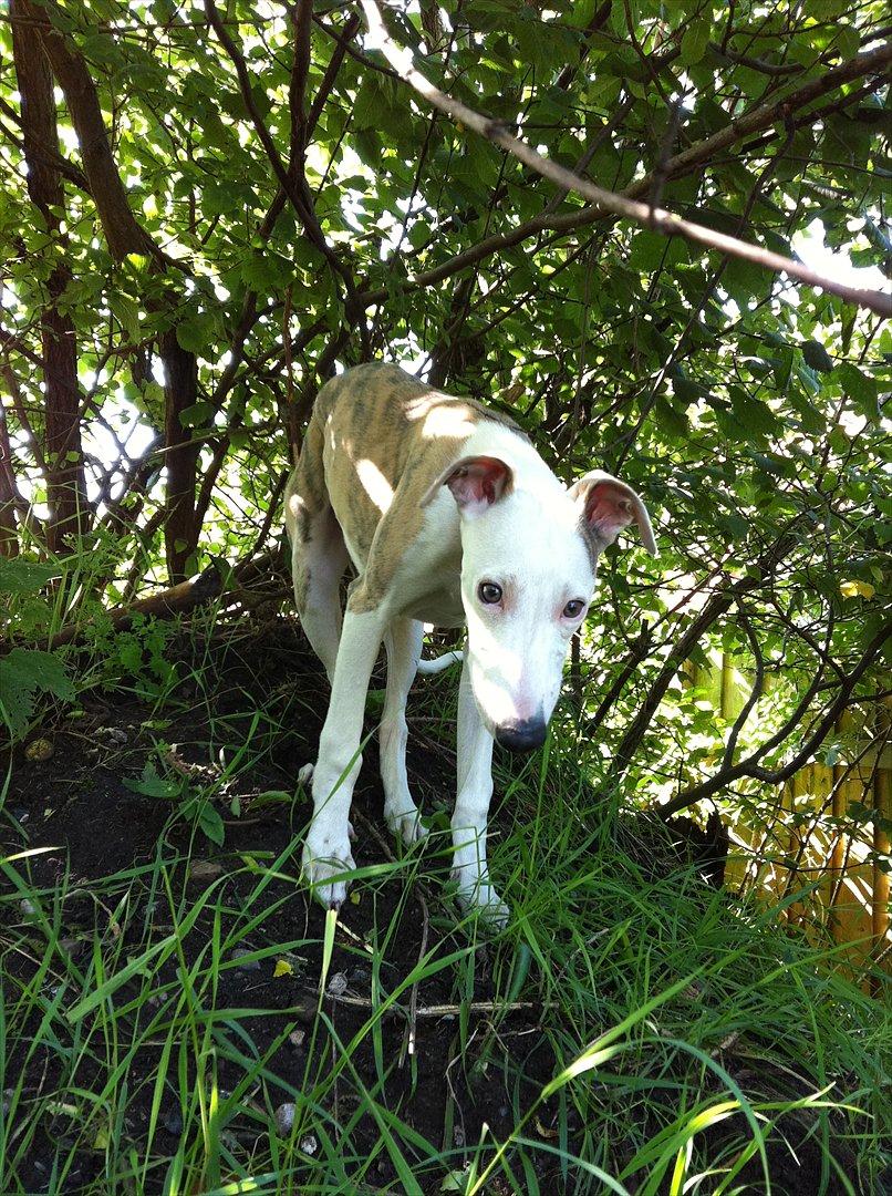 Whippet Snif - Mmmmh lækkert græs :p billede 6