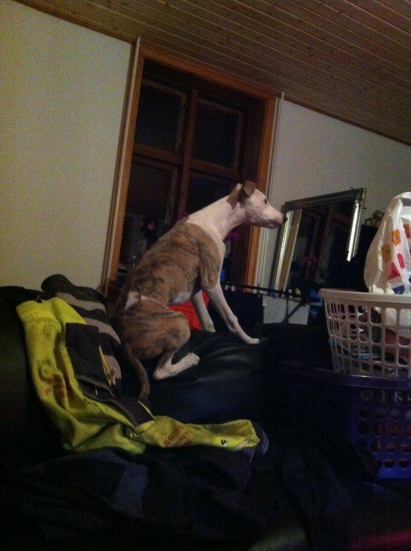 Whippet Snif - Sniiiif! Hvad laver du din kat.. :) billede 7