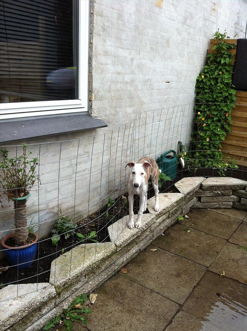 Whippet Snif - VAND! jeg skal IKKE derned i hvert fald. billede 8