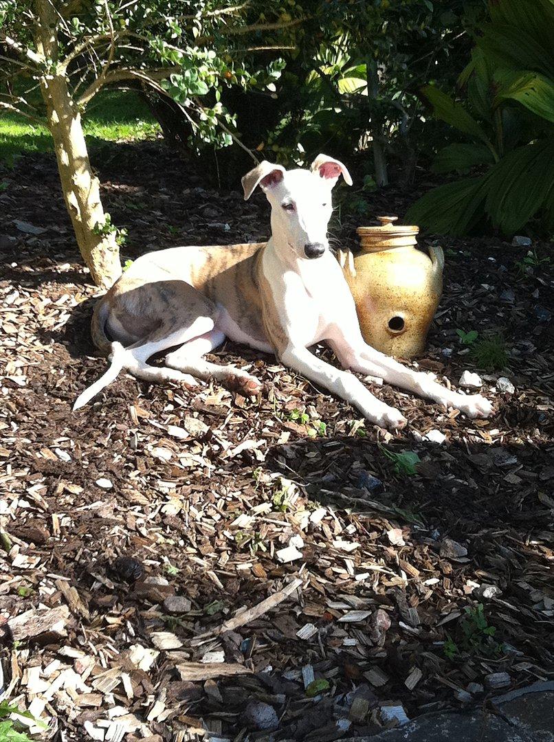 Whippet Snif - Det er dejligt at ligge i ''mormor & morfars'' have og sole sig. billede 11