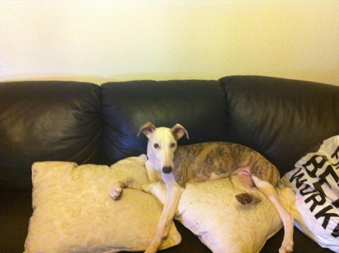 Whippet Snif - Sofadyr ;)! billede 13
