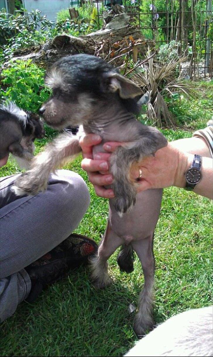 Chinese crested hårløs Louis billede 2