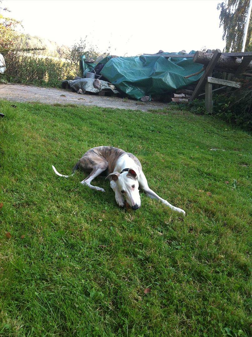 Whippet Snif - Hjemme hos en af fars kollegaer, endnu en god græsplane at ligge på. billede 14