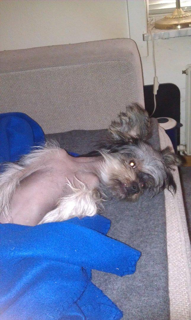 Chinese crested hårløs Louis billede 6