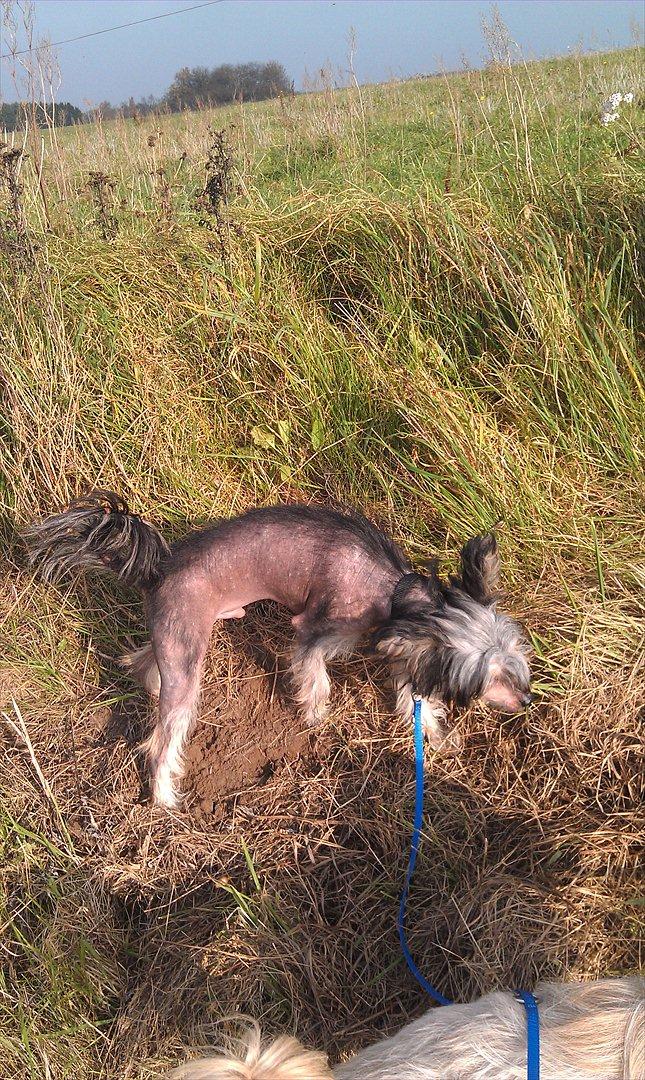 Chinese crested hårløs Louis billede 8