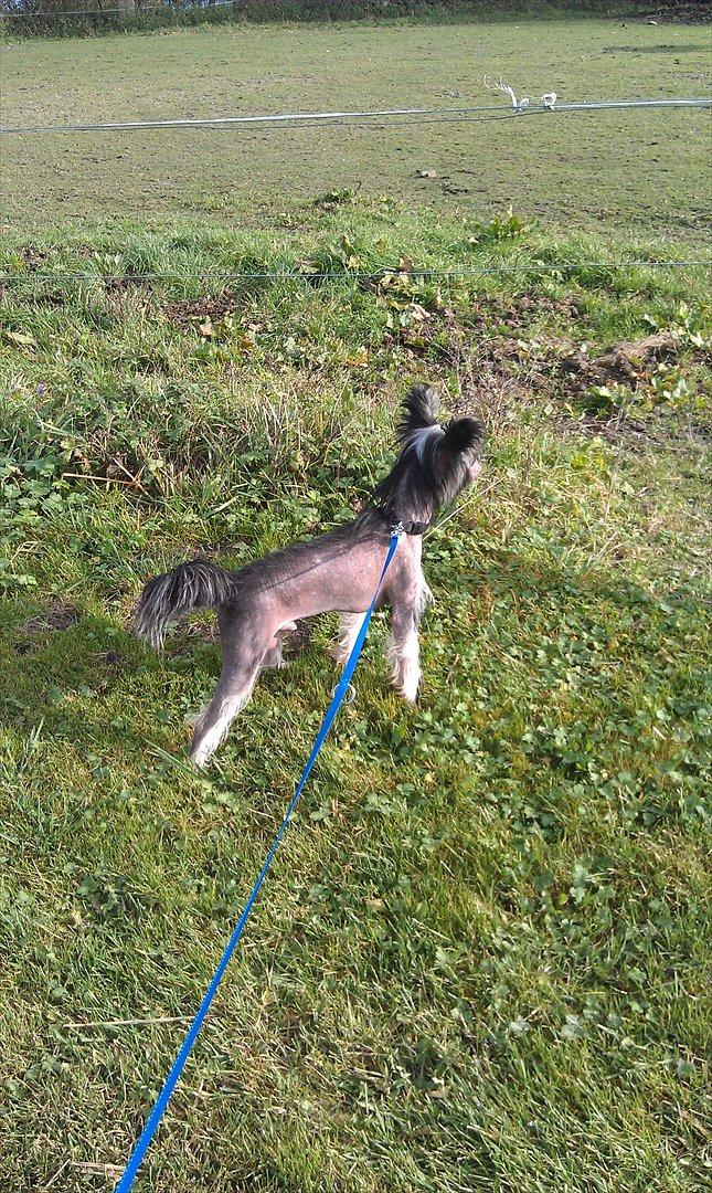 Chinese crested hårløs Louis billede 9