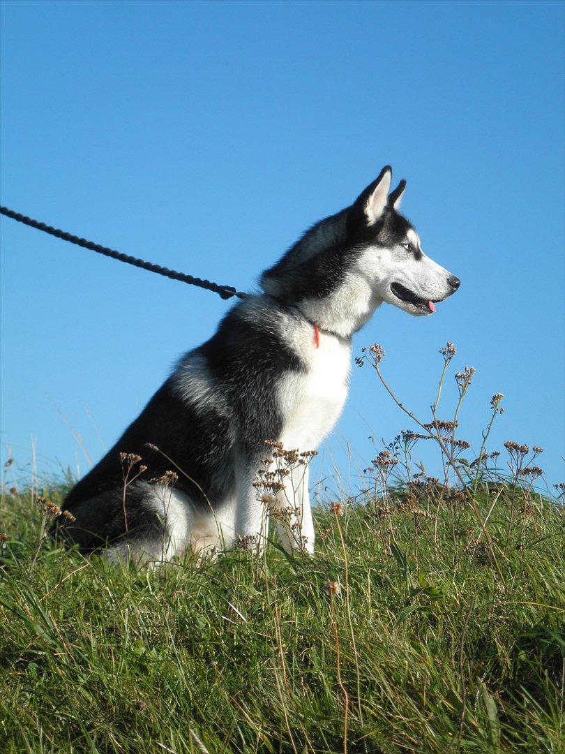 Siberian husky Tayson - på røsnæs i kalundborg. 6 måneder gammel billede 8