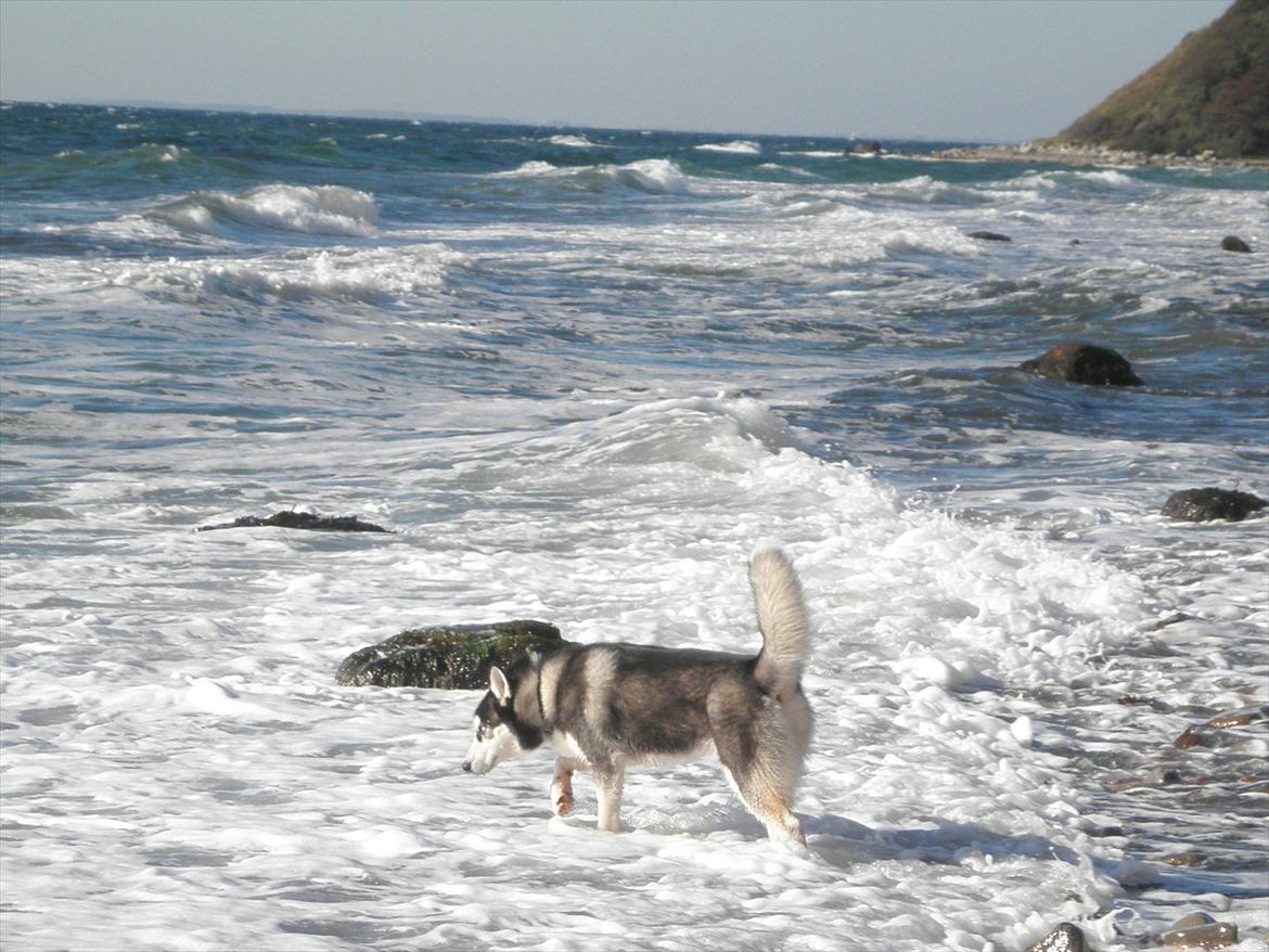 Siberian husky Tayson - på røsnæs i kalundborg. 6 måneder gammel billede 9