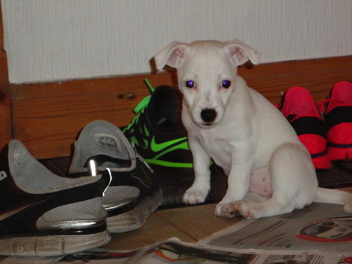 Jack russell terrier Wilma billede 7