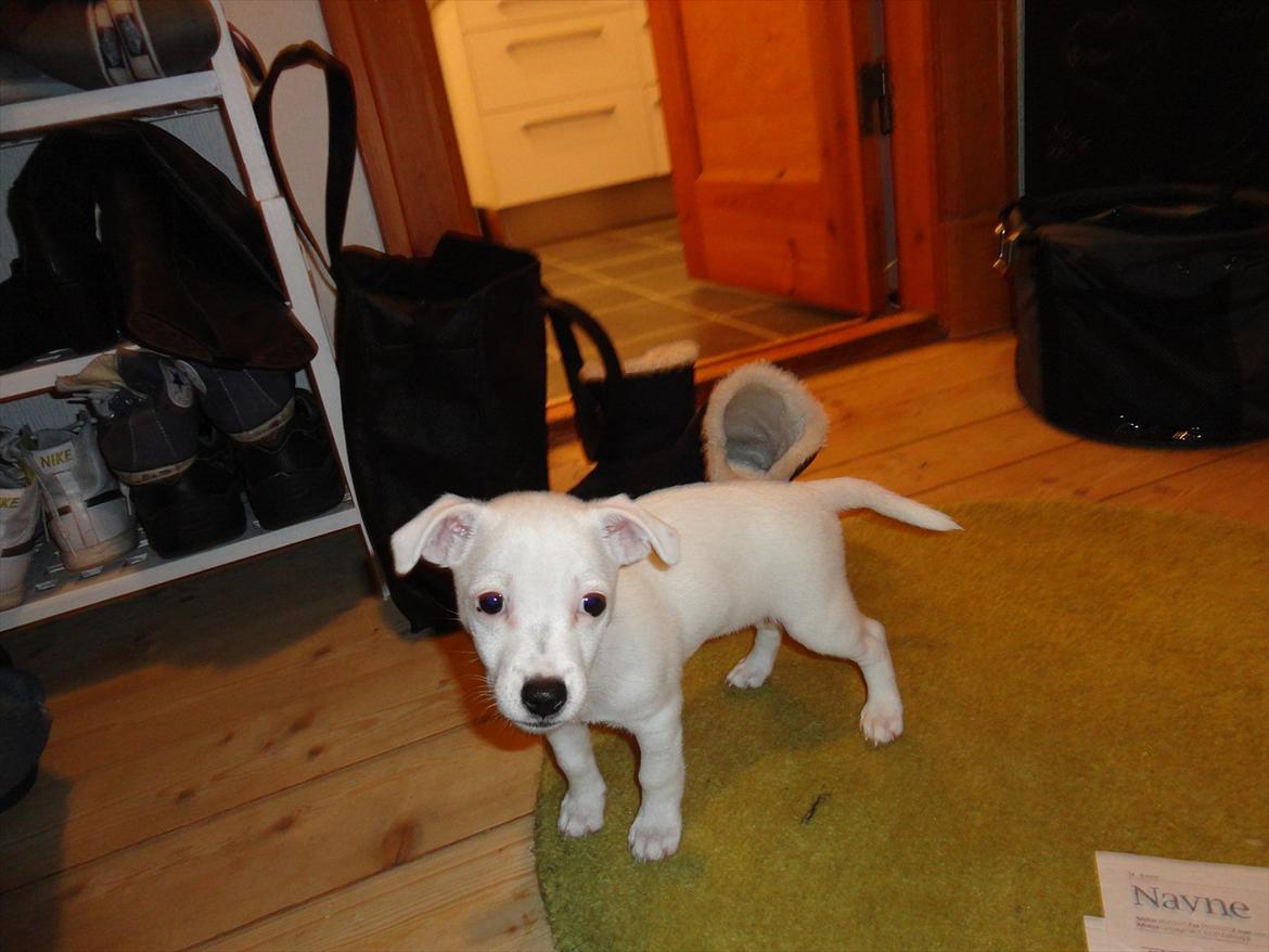 Jack russell terrier Wilma billede 8