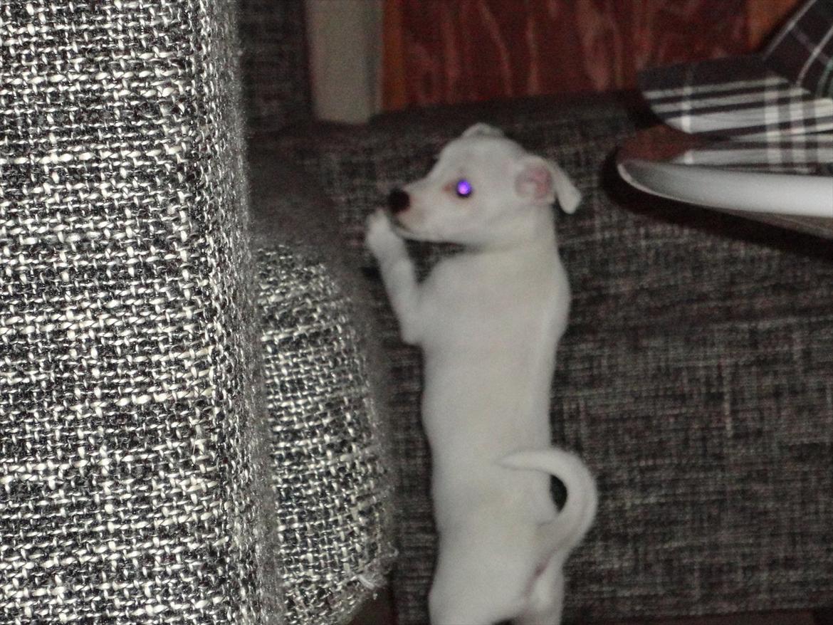 Jack russell terrier Wilma billede 9