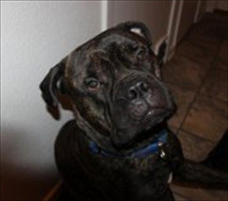 Bullmastiff walter (stor stjerne nu ) <3 billede 6