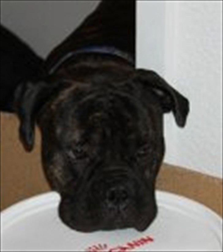 Bullmastiff walter (stor stjerne nu ) <3 billede 7