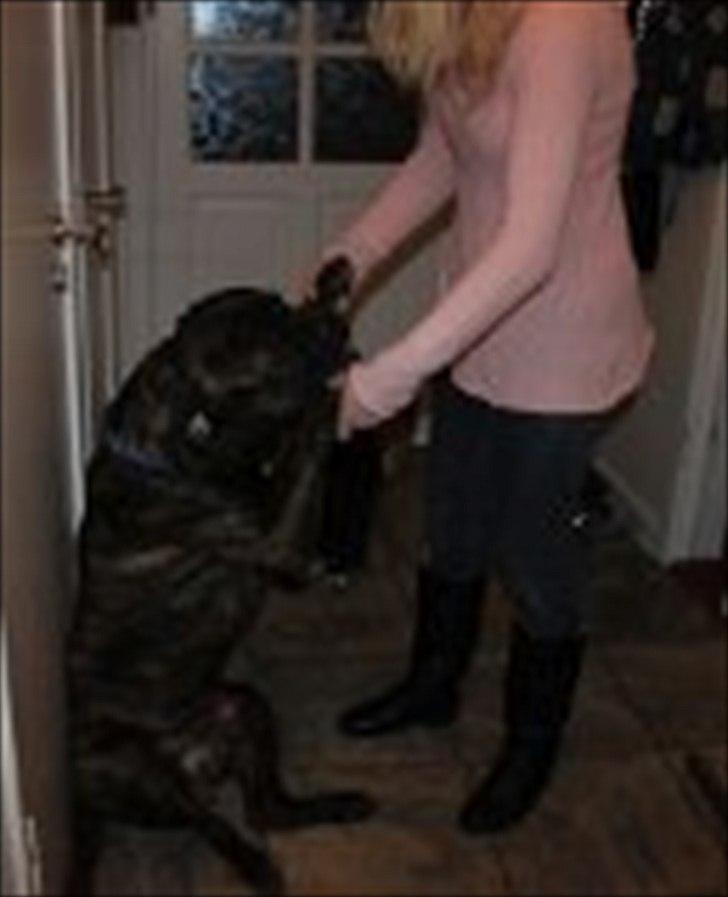 Bullmastiff walter (stor stjerne nu ) <3 billede 8