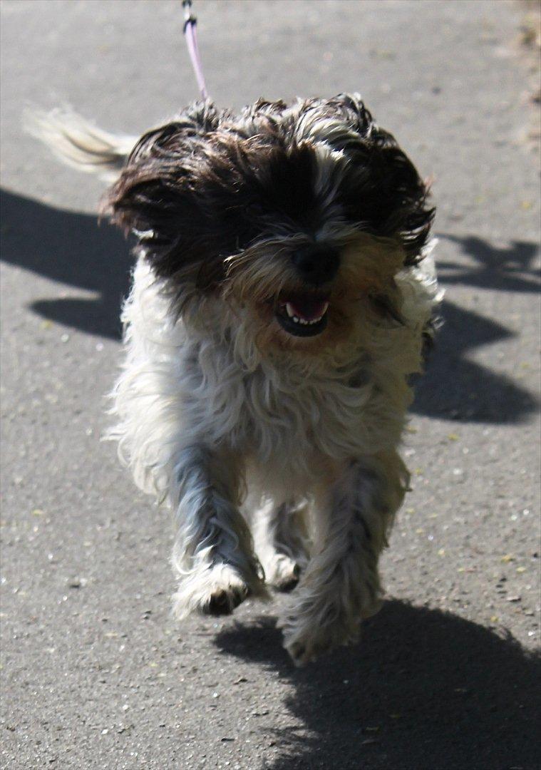 Blanding af racer Luna - Luni på tur! Sommer 2011 billede 1