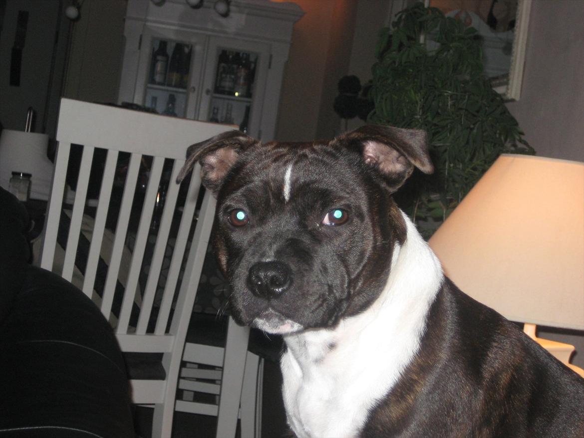 Staffordshire bull terrier Tøsen  billede 17
