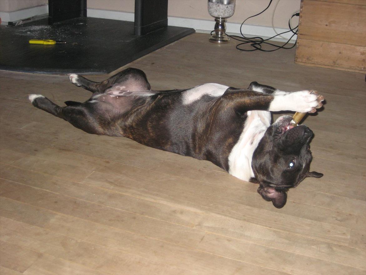 Staffordshire bull terrier Tøsen  billede 18