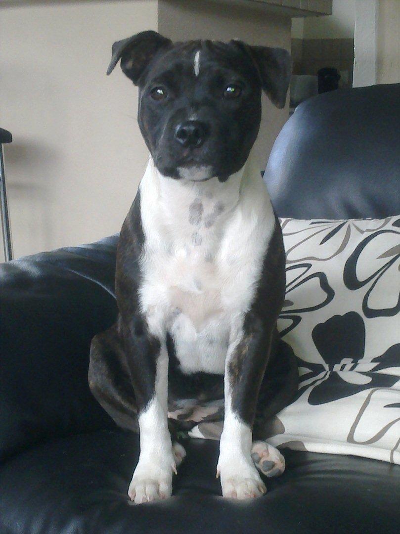 Staffordshire bull terrier Tøsen  billede 19
