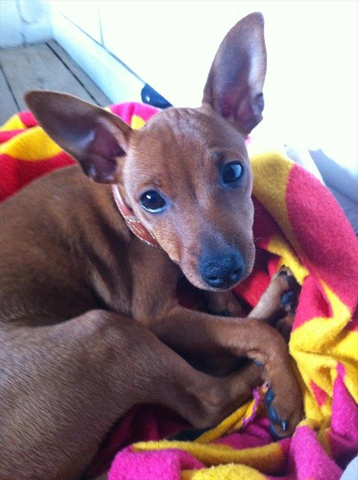 Dvaergpinscher Emma billede 1