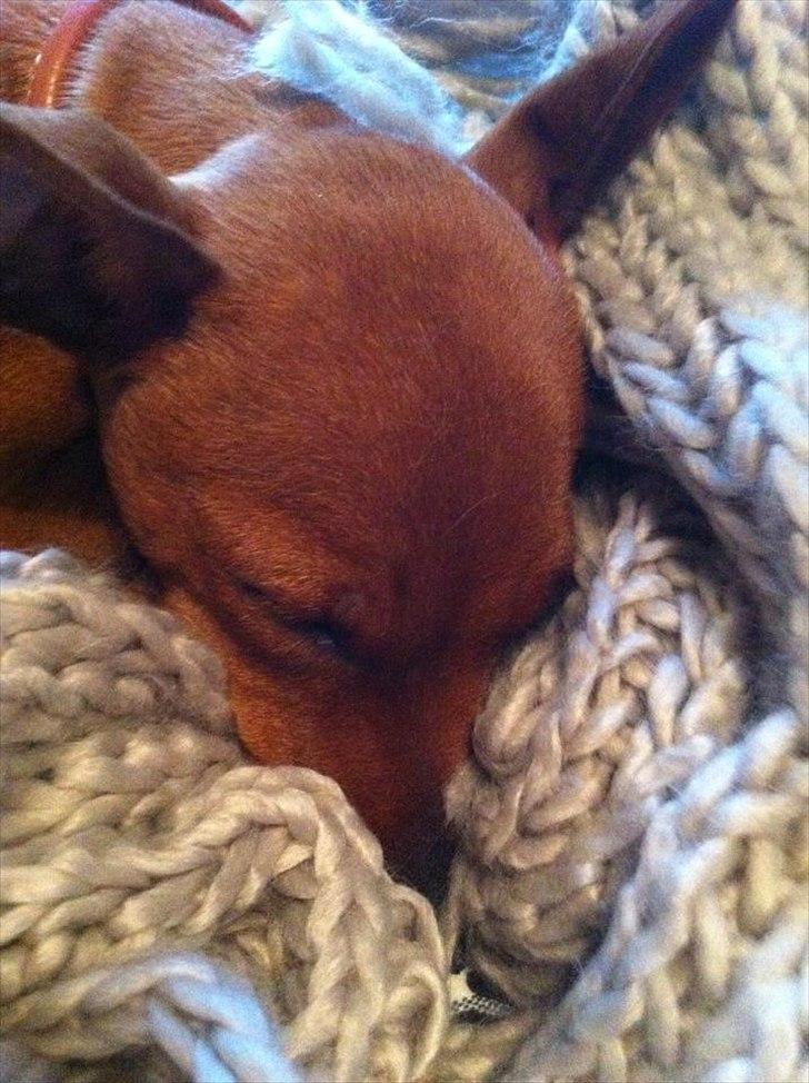 Dvaergpinscher Emma - Træt lille Emma sover i mor's halstørklæde. billede 2