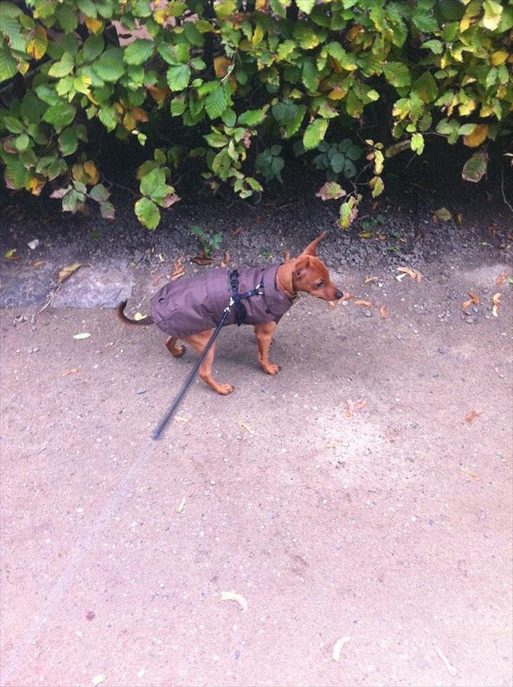 Dvaergpinscher Emma - Den daglige gå-tur i HC.Ørstedparken. billede 3