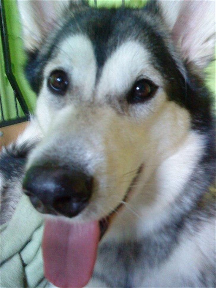 Siberian husky Shiba billede 11