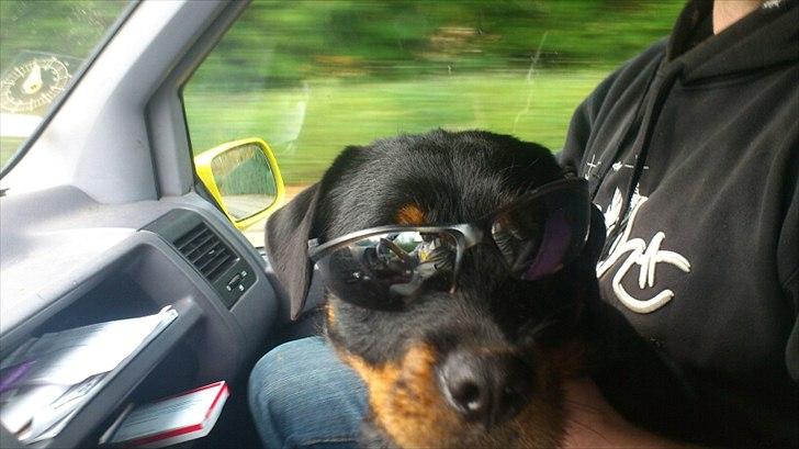 Blanding af racer Babe - Seje hund billede 6