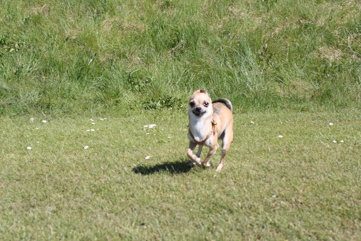 Chihuahua '~'Bailey'~' (Basse mand) - Så skal der løbes mor:O) billede 19