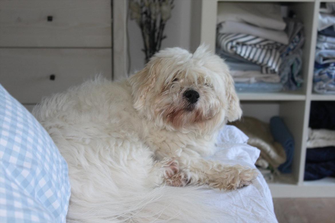 Coton de tulear Bernard  billede 15