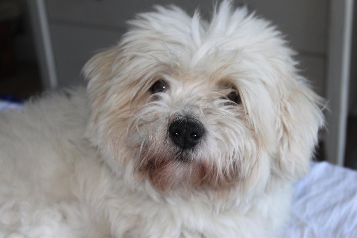 Coton de tulear Bernard  billede 16