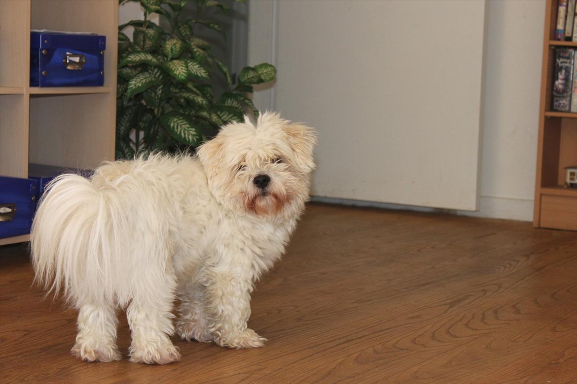 Coton de tulear Bernard  billede 17