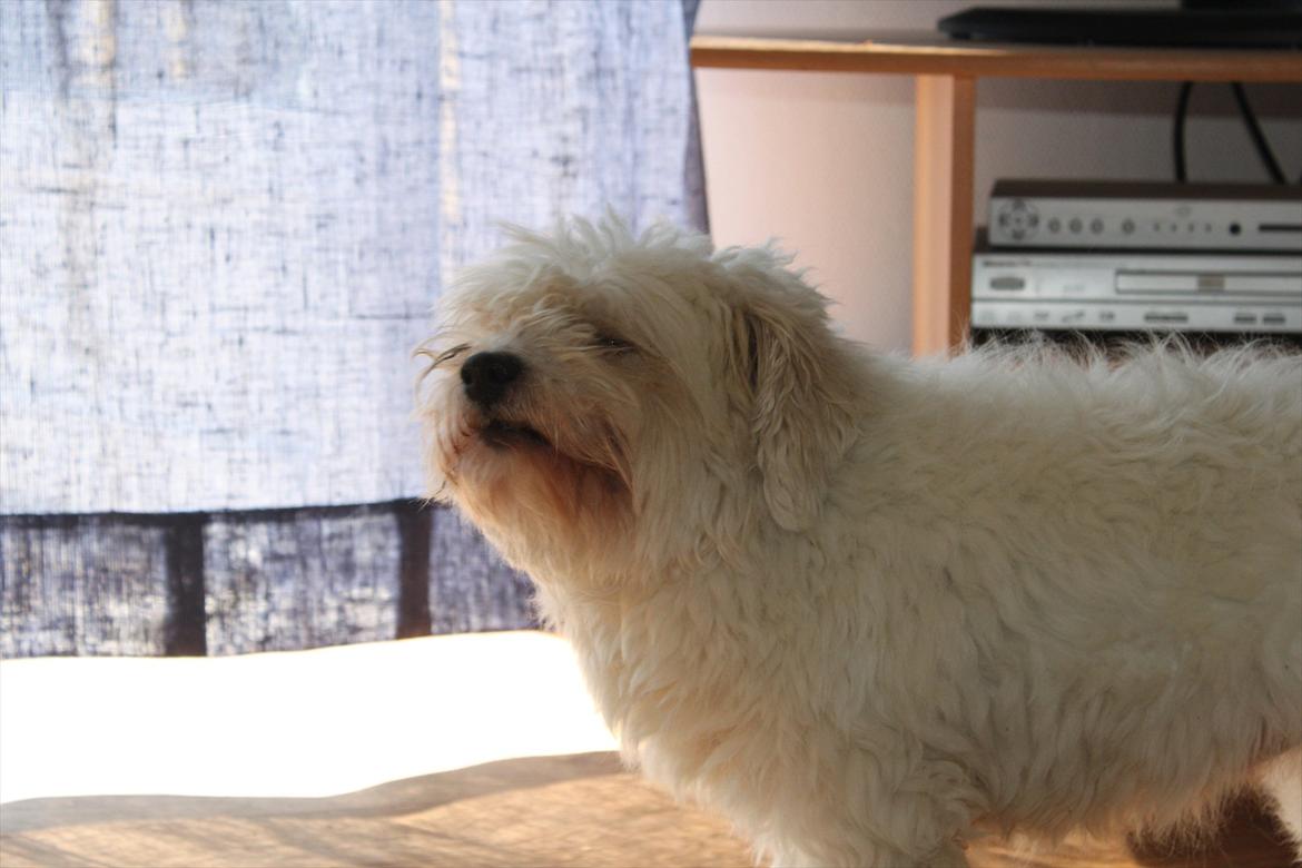 Coton de tulear Bernard  billede 18