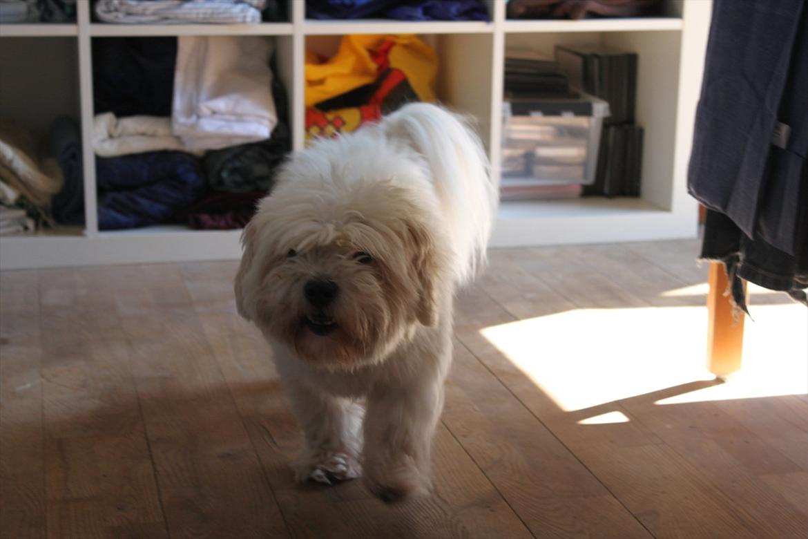Coton de tulear Bernard  billede 19
