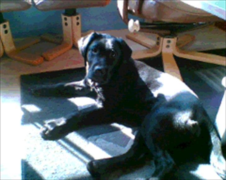 Labrador retriever Molly [himmelhund] - Ca ½ år gammel billede 15
