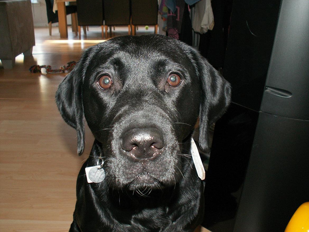 Labrador retriever Molly [himmelhund] - Hej - det er mig der er Molly. billede 1