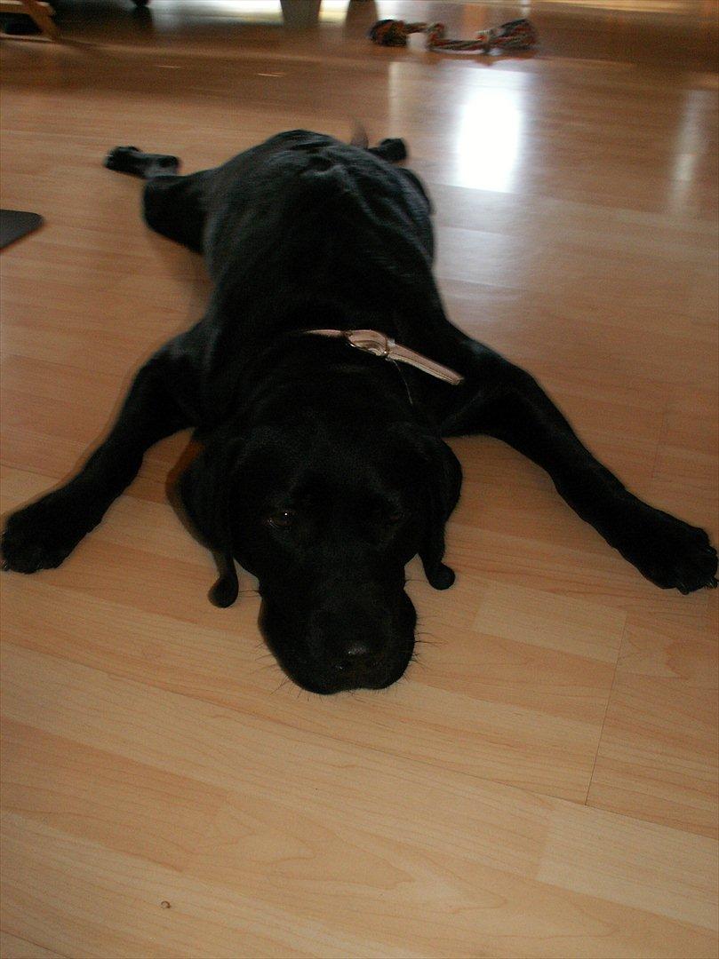 Labrador retriever Molly [himmelhund] - De siger at jeg ligger mærkeligt, men jeg er da bare fuldstændig ligeglad :) billede 7