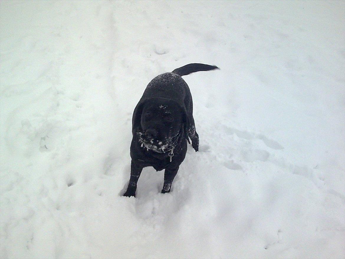 Labrador retriever Molly [himmelhund] - Det der sne er altså ret sjovt at lege i :) Vinter 2010 billede 10